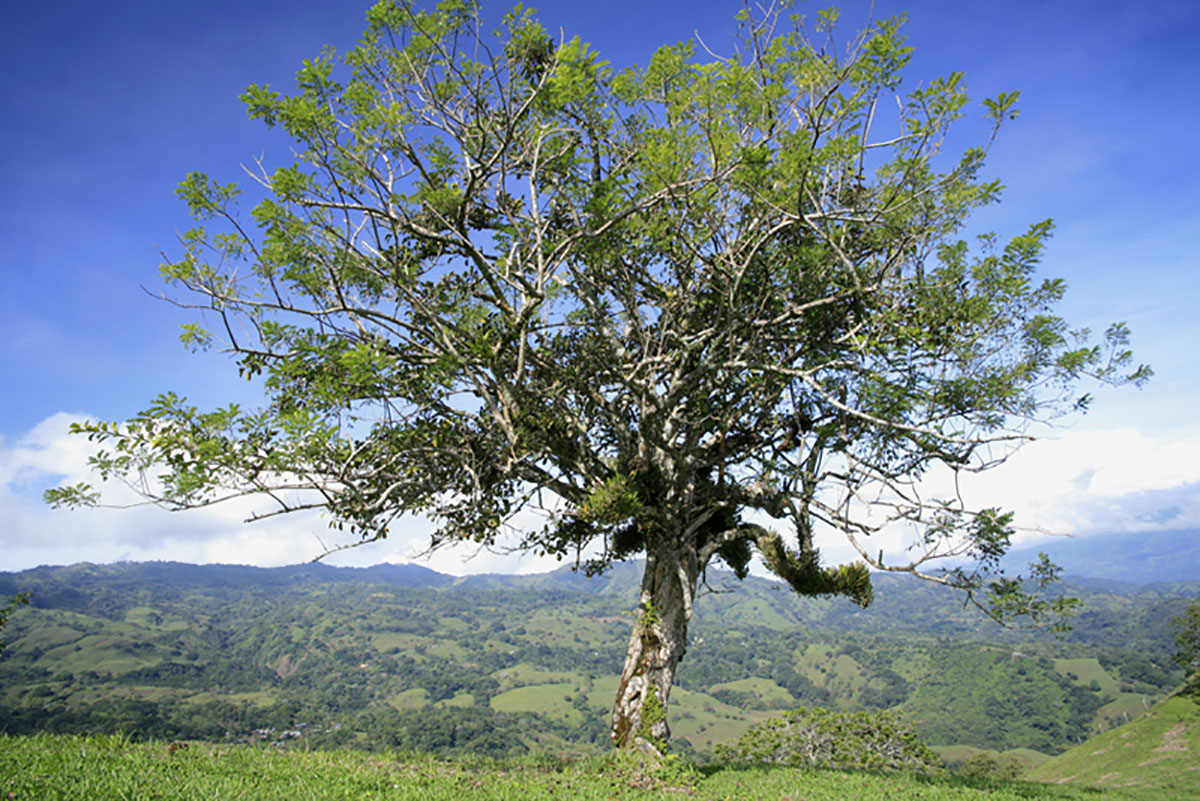 Orchid Tree