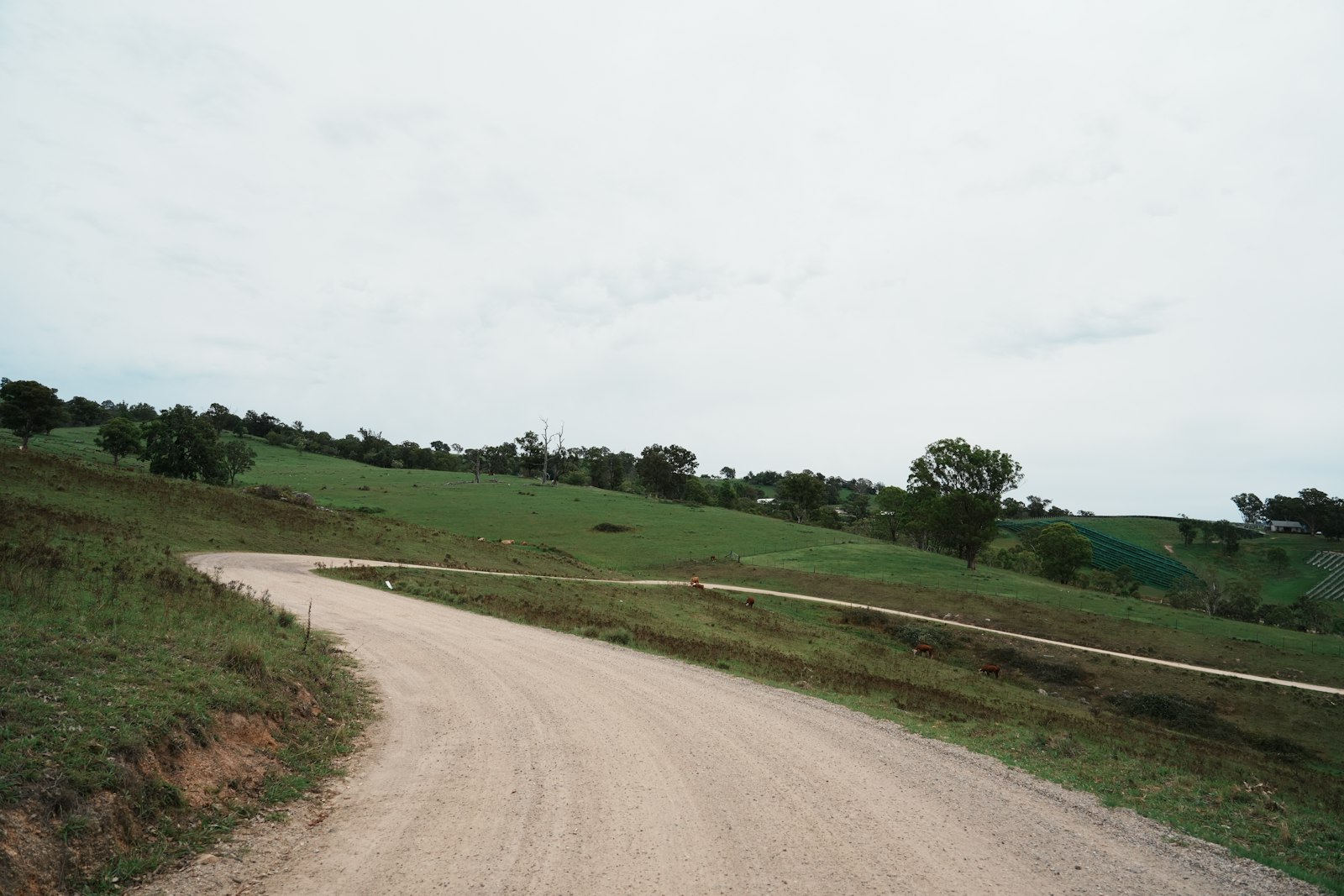 Unpaved access road curving through rolling green hills on undeveloped land